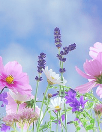 Shirley (Currier) Goodin Obituary